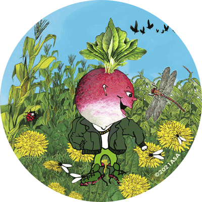 Radish-Badish Ornament